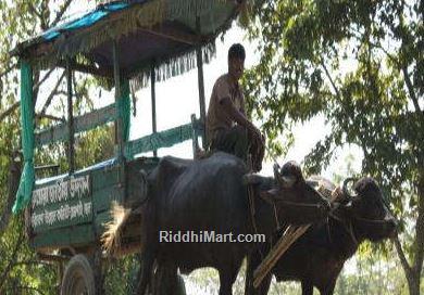 Buffalo Cart  For Safari