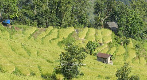 greenery landscape