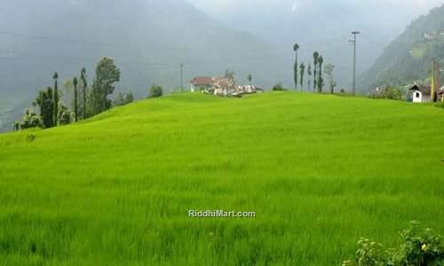 Lingchom Village