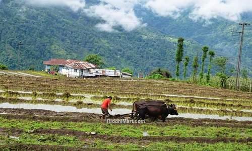 Organic Farming