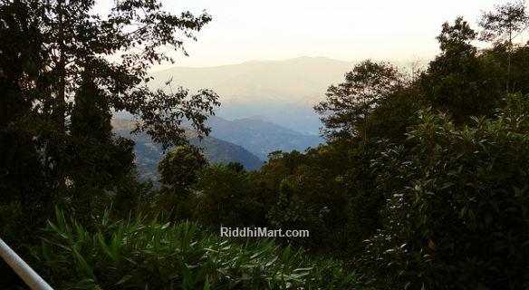 View Of Lush Greenery