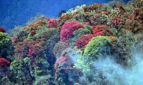 Rhododendron In West Sikkim