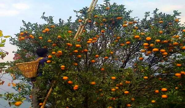 orange village near Darjeeling