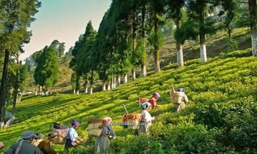 Tea Gardens