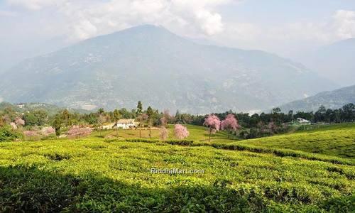 Tea Garden