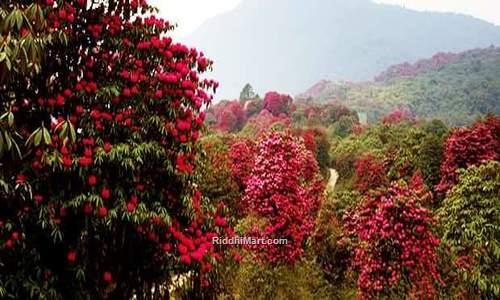 Blooming Rhododendron