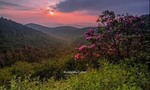 rhododendron sanctuary