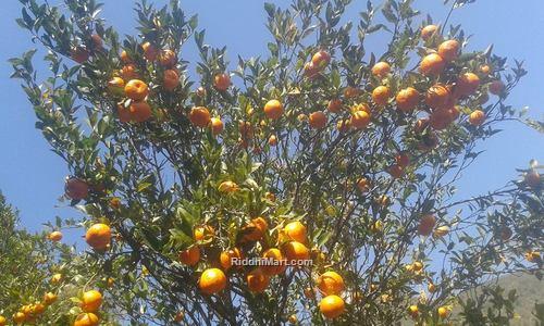 Orange Orchard