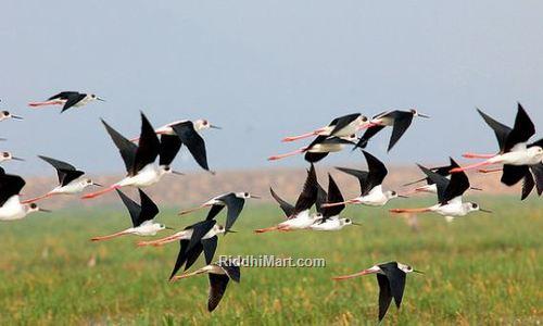 Mangalajodi Birding