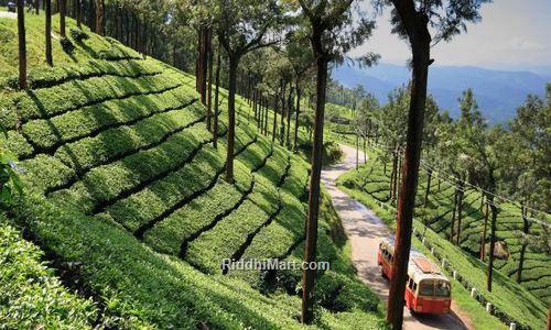 munnar tour package