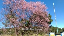 Blossoming cherry tree in Shillong city.